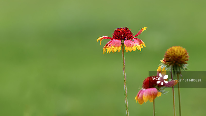 天人菊图片素材
