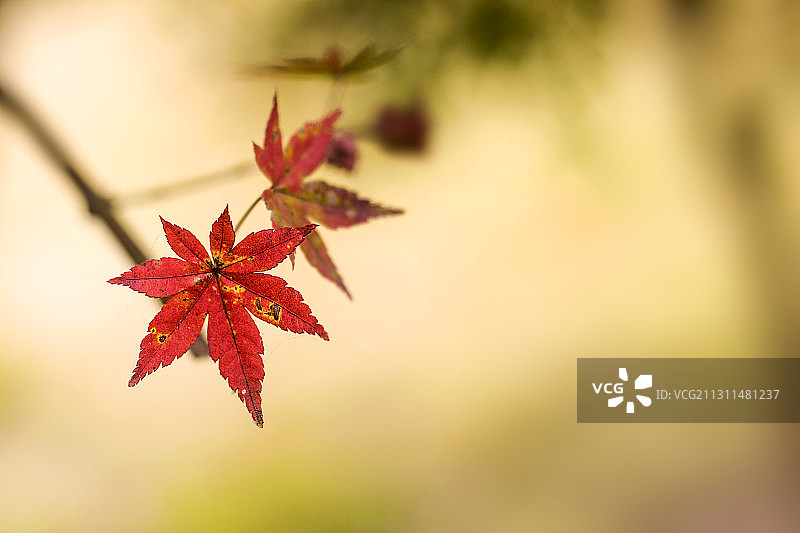 秋叶（枫叶）图片素材