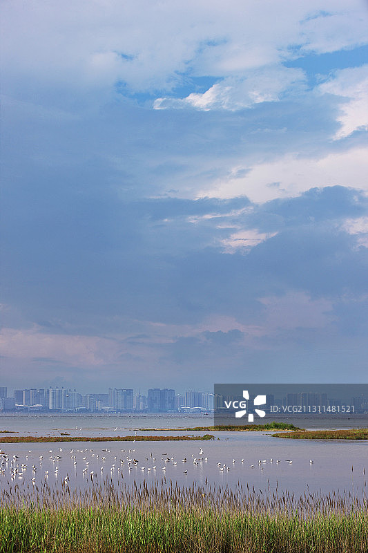 湿地公园观鸟图片素材