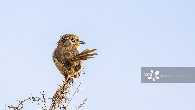 纯色山鹪莺图片素材