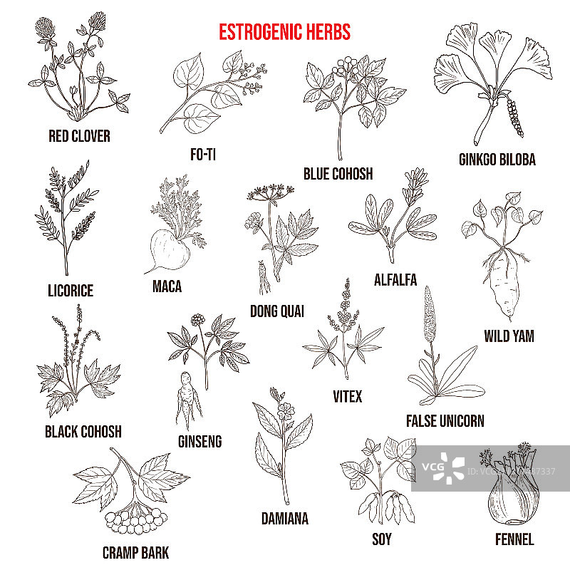 最佳雌激素草药合集图片素材