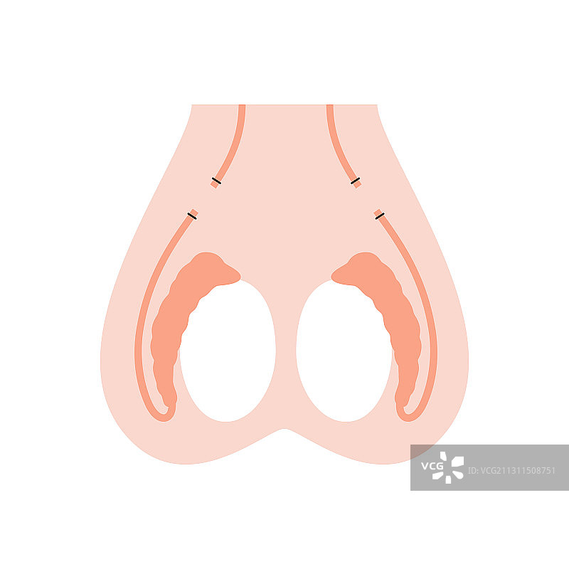 生殖系统概念图片素材