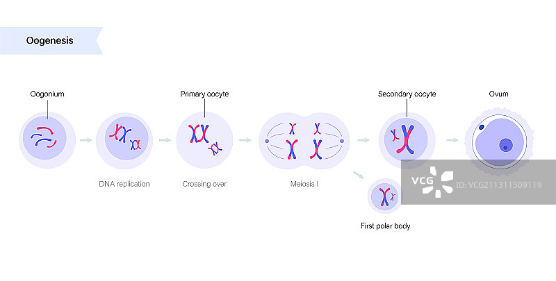 生殖系统概念图片素材