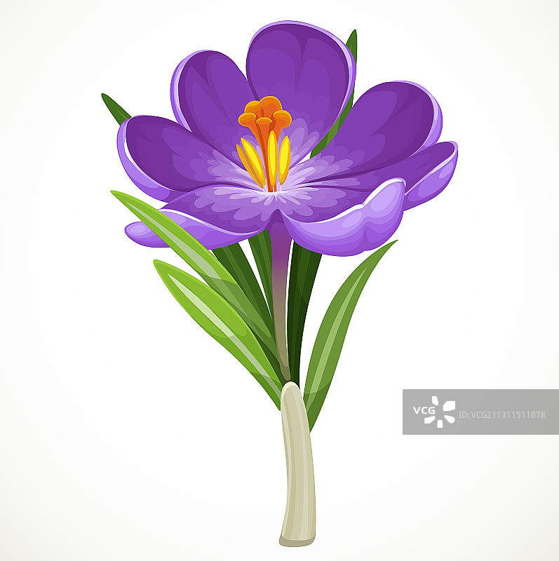 紫色番红花图片素材