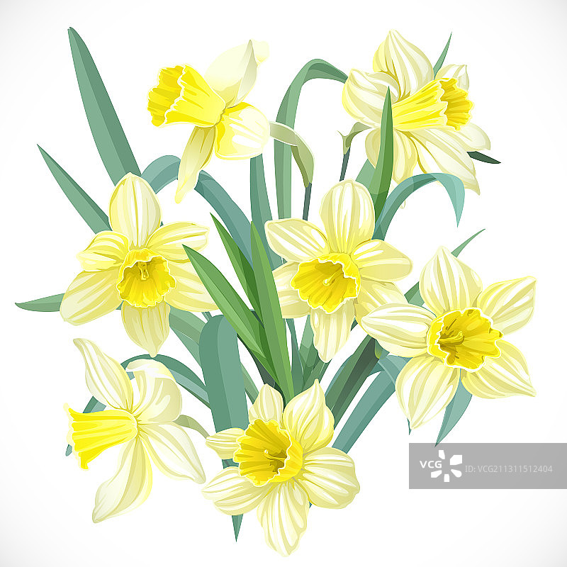 茂盛的黄色水仙花图片素材
