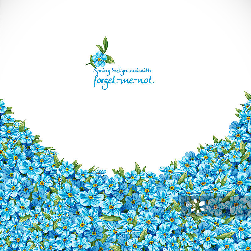 勿忘我花卉的春季背景图片素材