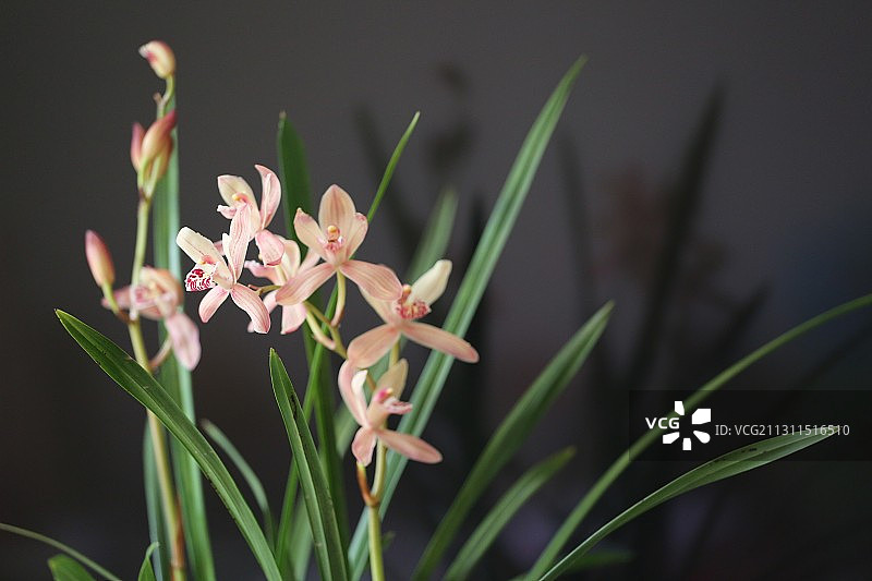 暗香疏影图片素材