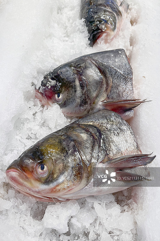 水产生鲜鲤鱼鱼头图片素材