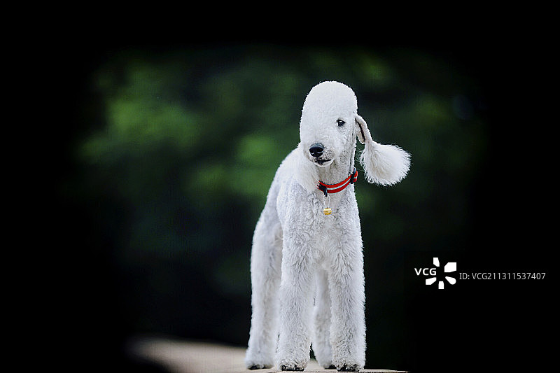 “绵羊犬”贝灵顿梗宠物犬图片素材