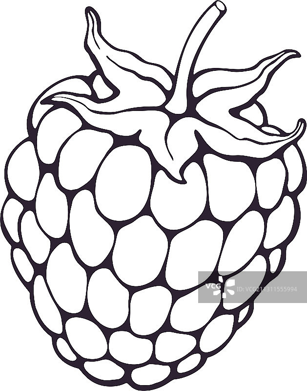 手绘涂鸦黑莓或覆盆子图片素材