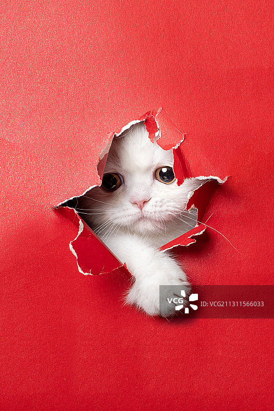 白色小猫图片素材