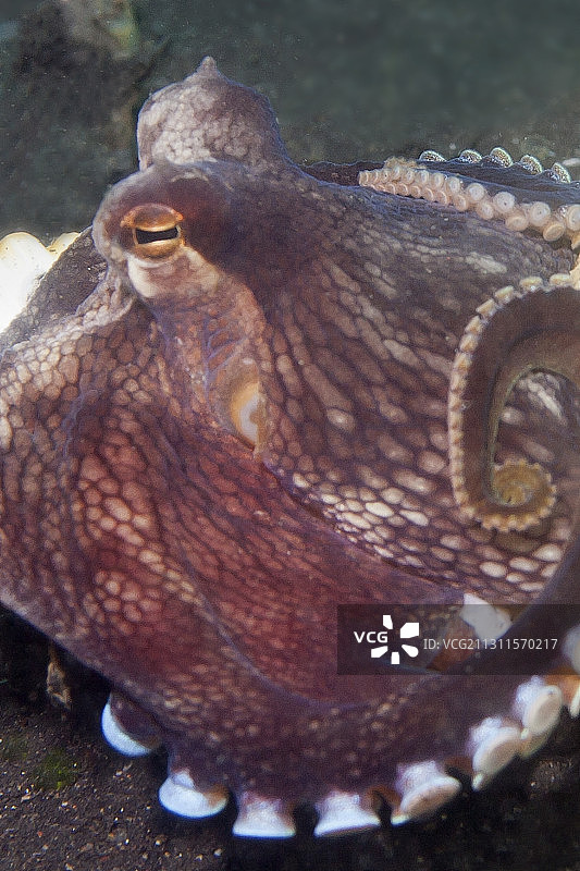 椰子章鱼利用蛤蜊壳进行保护图片素材