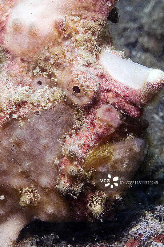 疣状躄鱼特写图片素材