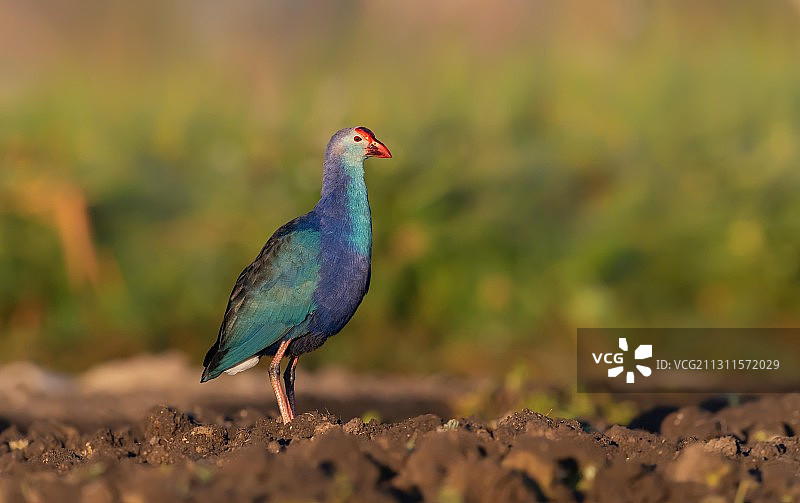 大理的紫水鸡，第一眼就被它艳丽的色彩吸引了。图片素材