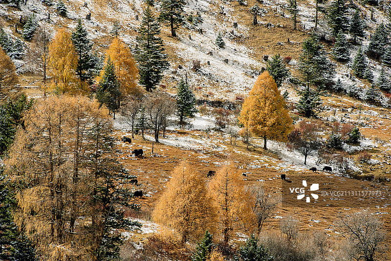 《藏地风光》图片素材