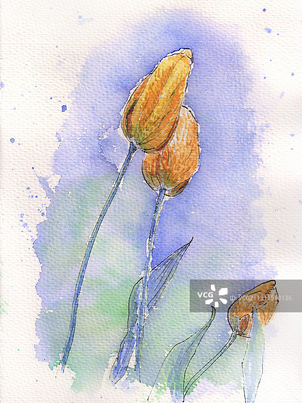 郁金香图片素材