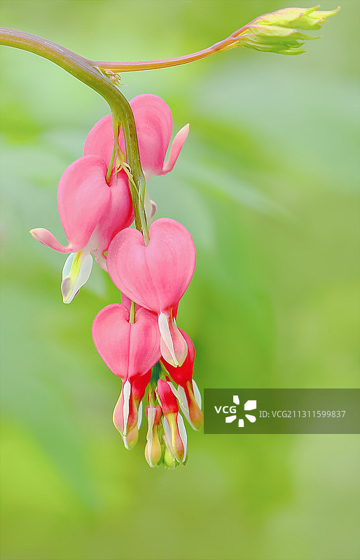 荷包牡丹图片素材