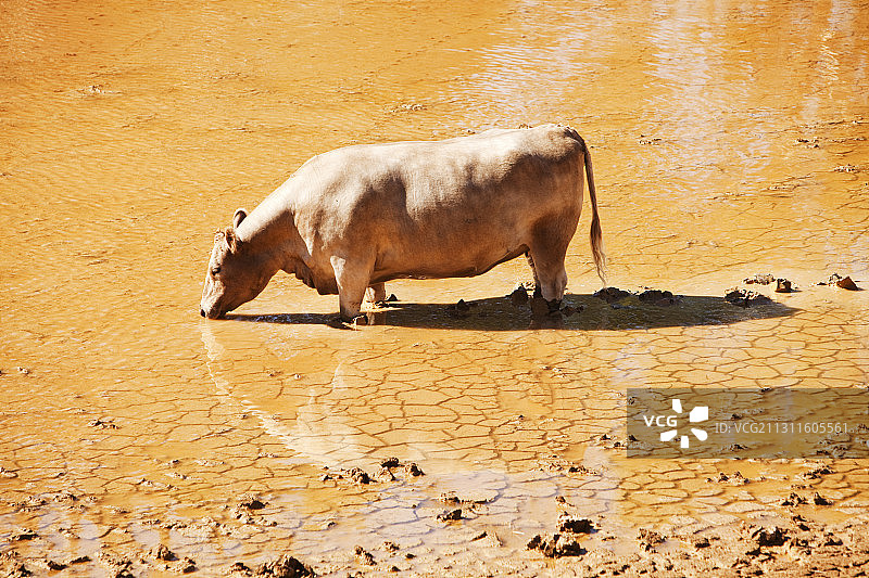 在澳大利亚维多利亚州谢珀顿附近的一个农场里，一头奶牛正在喝水图片素材