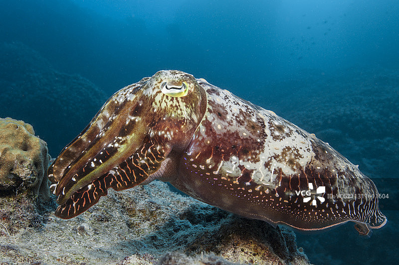 宽鳍乌贼，澳大利亚大堡礁图片素材