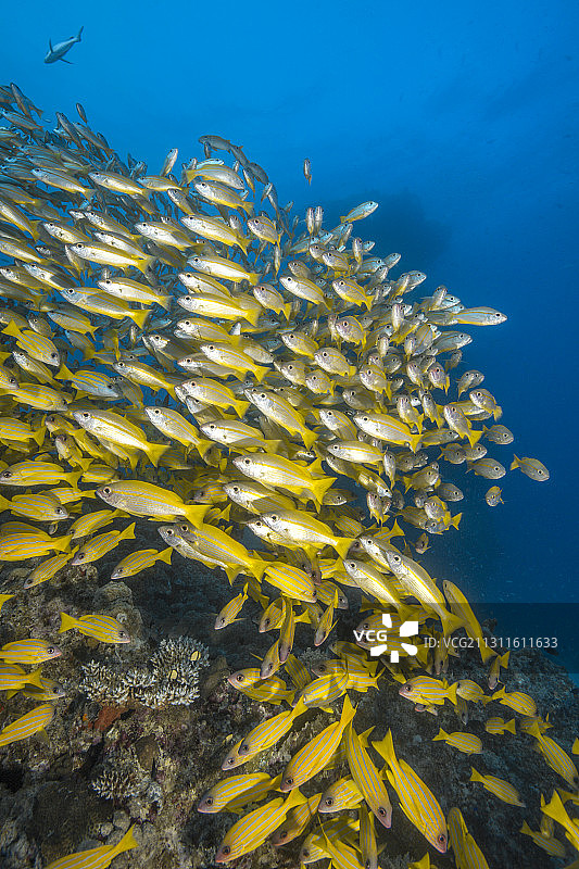 大眼鲷和五线鲷鱼群，大堡礁，澳大利亚图片素材