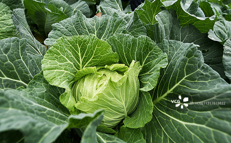 贵州遵义莲花白图片素材