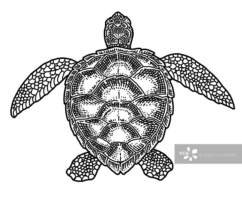 手绘海龟涂鸦图片素材