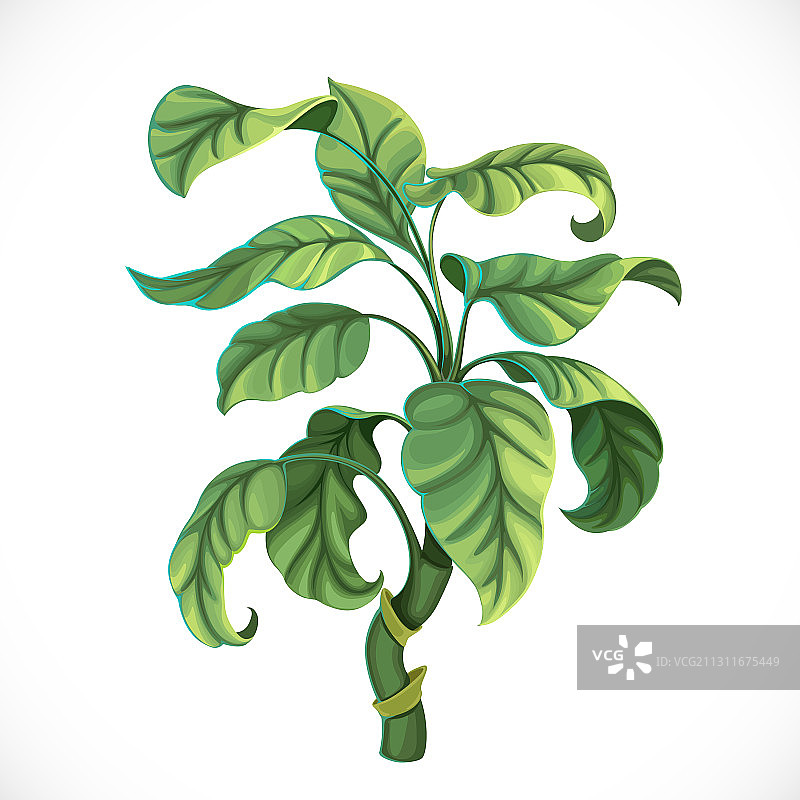 白色背景上的装饰性热带榕树图片素材