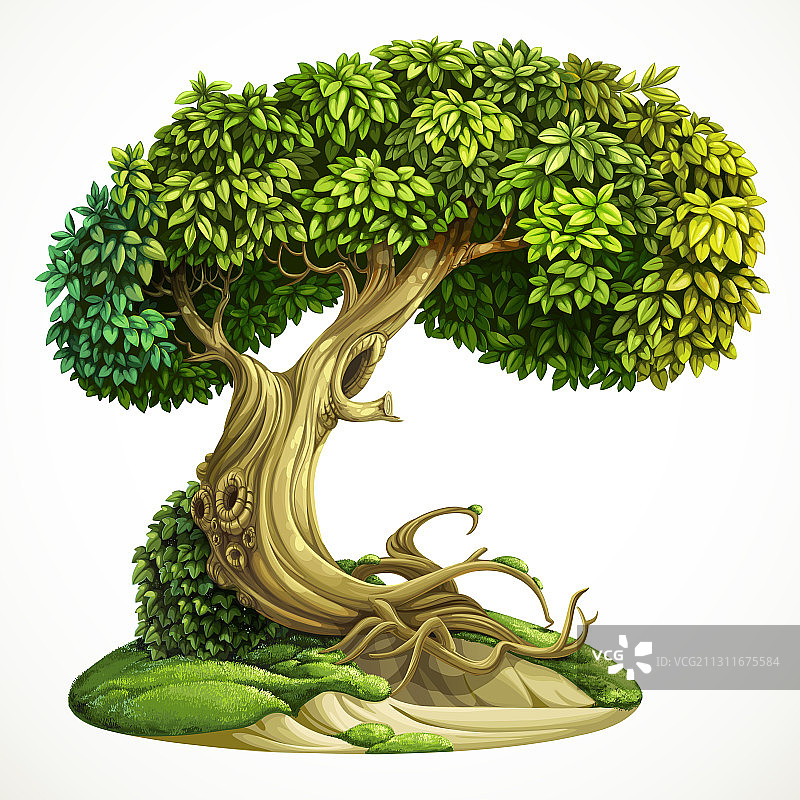 山丘上覆盖着常春藤的古老落叶树图片素材