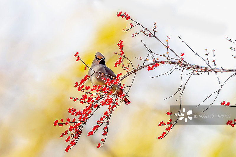 小太平鸟图片素材