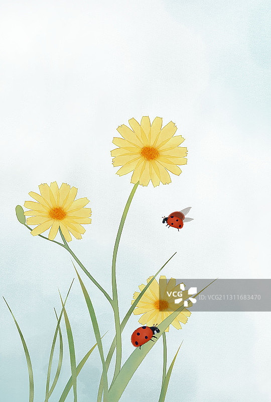 小雏菊清新水彩插画图片素材