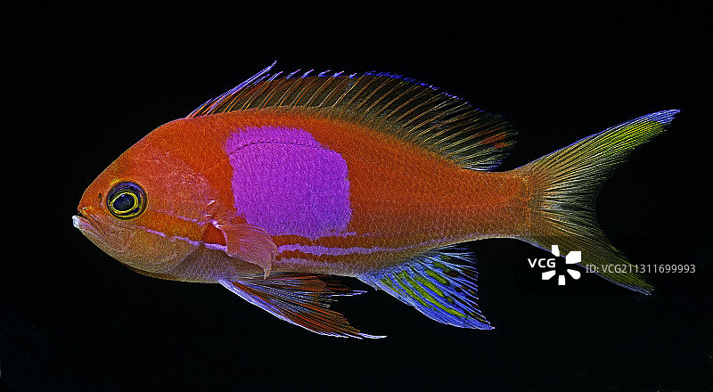 紫罗衫鱼图片素材