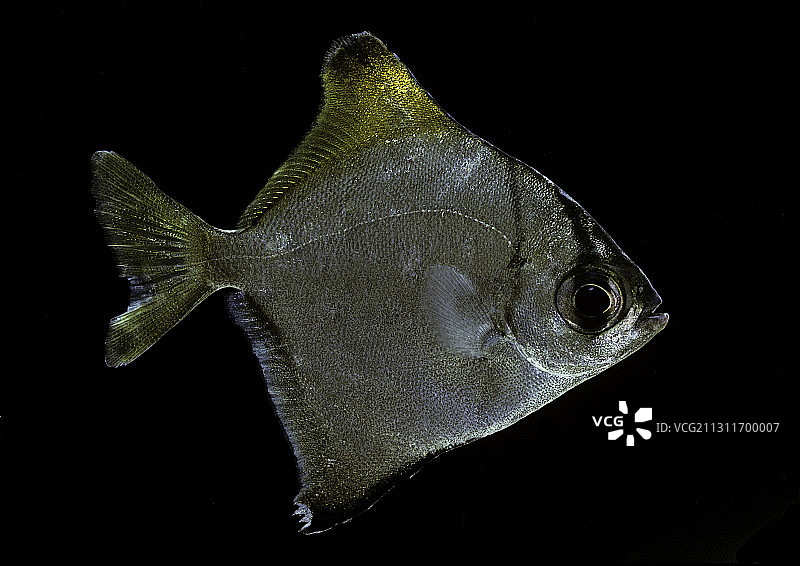 银燕鱼图片素材