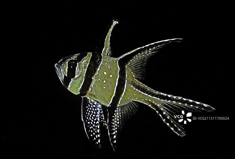 考氏鳞鲀图片素材