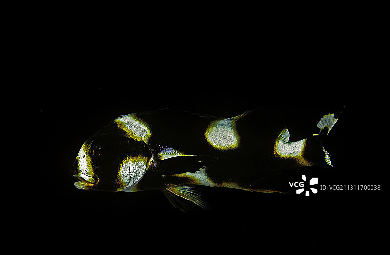 花斑胡椒鲷图片素材