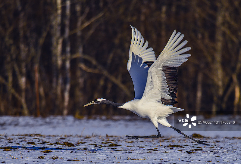 鹤起飞之路图片素材