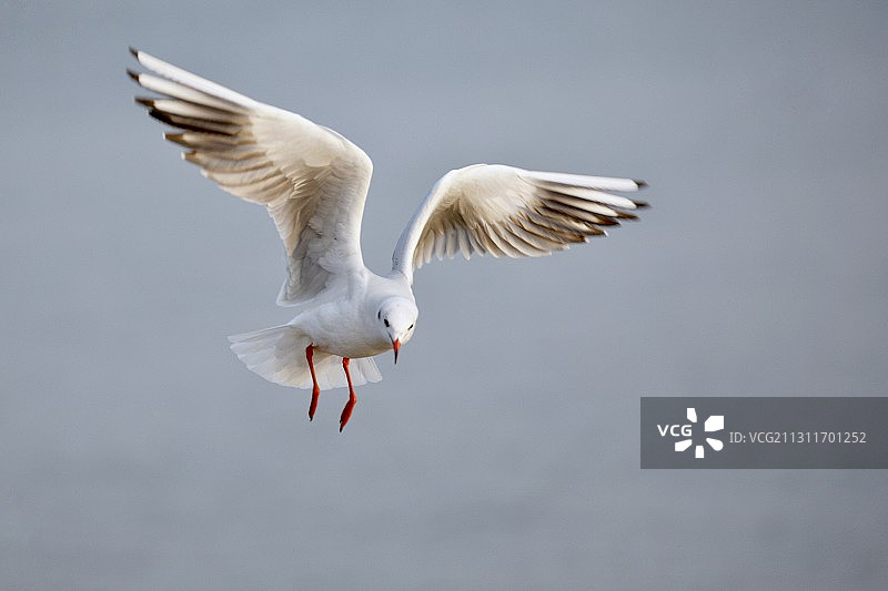 海鸥飞翔图片素材