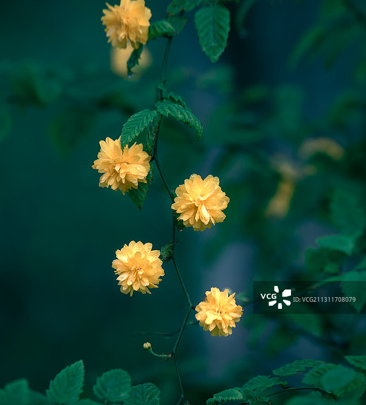 棣棠花图片素材