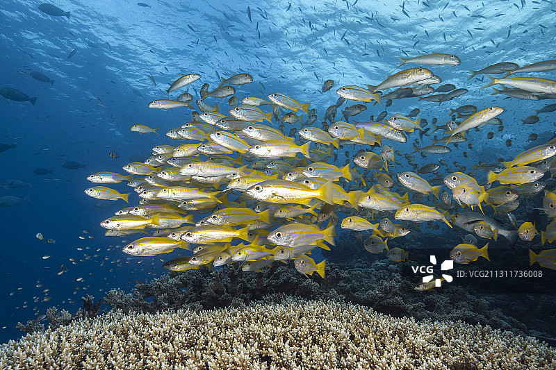 澳大利亚大堡礁的大眼鲷鱼群图片素材