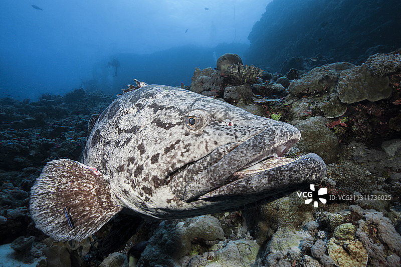 土豆鳕鱼，图库拉石斑鱼，大堡礁，澳大利亚图片素材