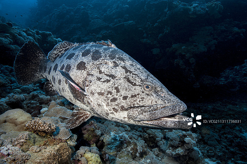 土豆鳕鱼，图库拉石斑鱼，大堡礁，澳大利亚图片素材