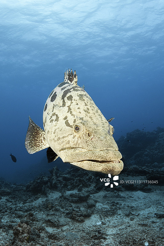 土豆鳕鱼，图库拉石斑鱼，大堡礁，澳大利亚图片素材