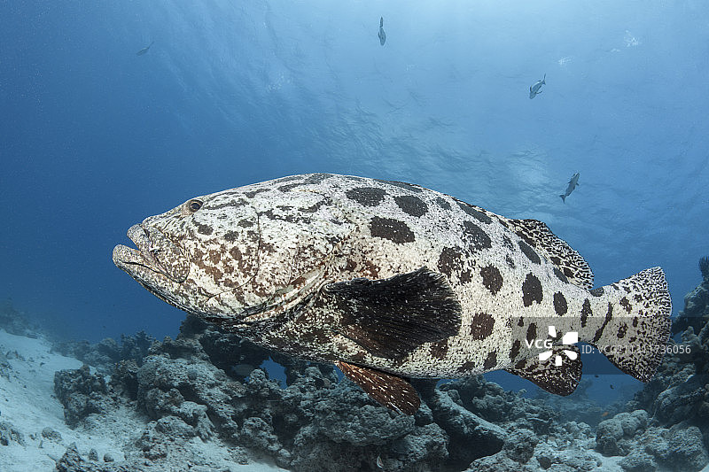 土豆鳕鱼，图库拉石斑鱼，大堡礁，澳大利亚图片素材