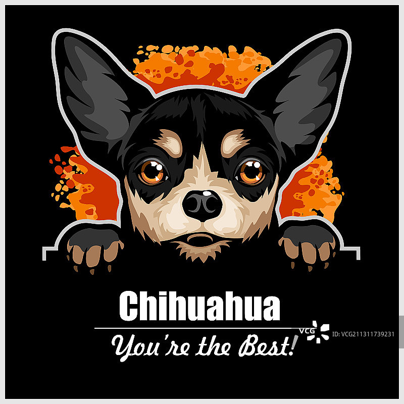 吉娃娃犬面部特写图片素材