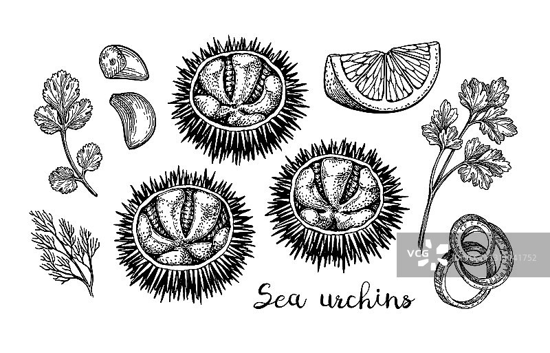 海胆墨水素描图片素材