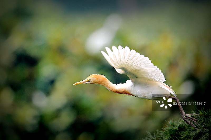 牛背鹭图片素材