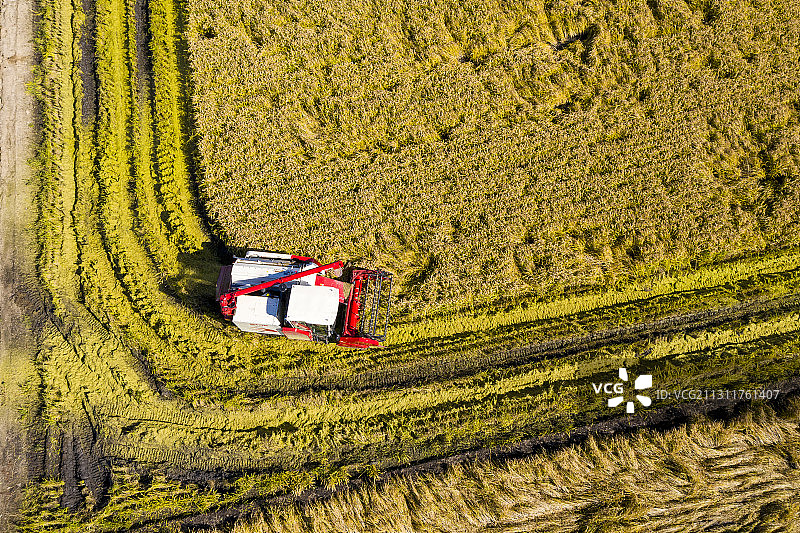 黑龙江鸡西：中俄界湖兴凯湖万贯稻田成熟进入收获期图片素材