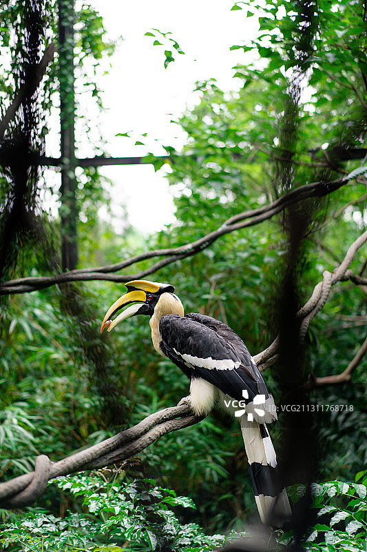 野生动物园进食中的飞天犀鸟图片素材
