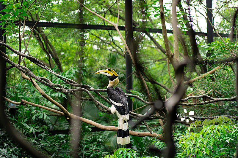 野生动物园飞天犀鸟图片素材