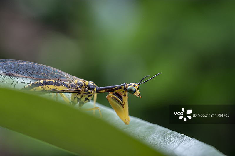 螳蛉图片素材