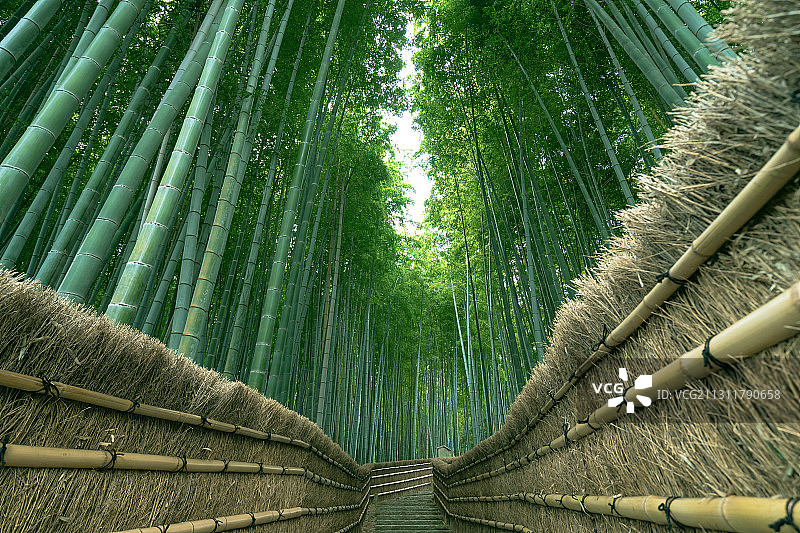 日本岚山竹林小道图片素材